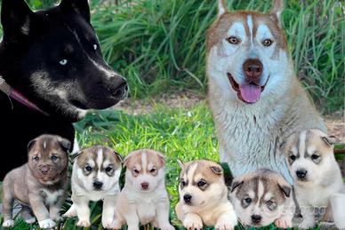 Cuccioli Siberian Husky