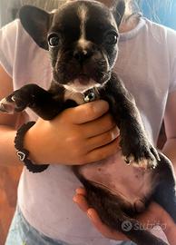 Bulldog francese