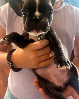 Bulldog francese