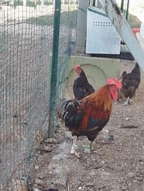 Galline marans brahma austrolop vorwerk padovane