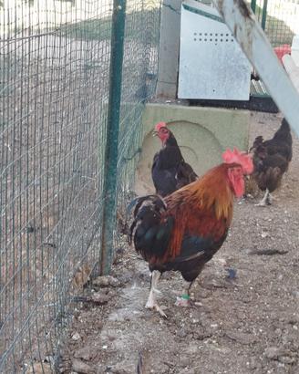 Galline marans brahma austrolop vorwerk padovane