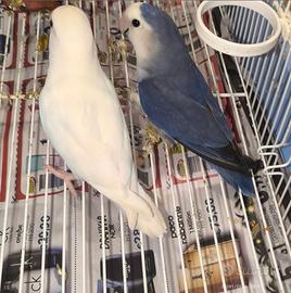 Coppia di inseparabili riproduttiva