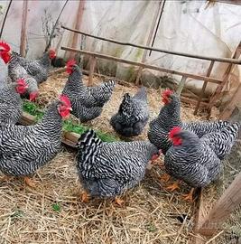 Ovaiole barred rock allevati a terra