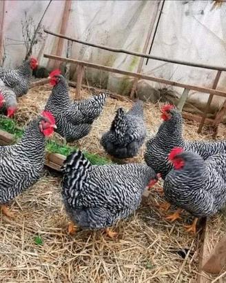 Ovaiole barred rock allevati a terra
