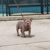 Bulldog francese isabella big rope