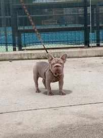 Bulldog francese isabella big rope