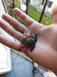 Damon diadema con terrario allestito