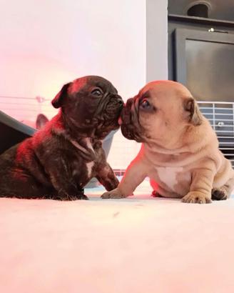 Cucciolata bulldog francese