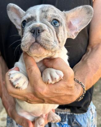 Maschietto bulldog francese blu merle con bianco