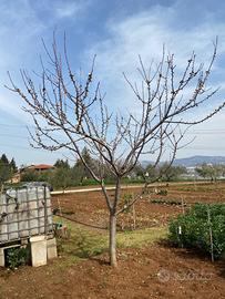 Terreno edificabile a Cepagatti