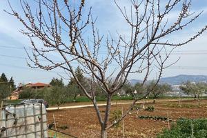 Terreno edificabile a Cepagatti
