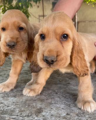 Cuccioli Cocker Spaniel