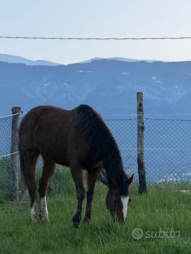 Purosangue inglese - Animali In vendita a Ascoli Piceno