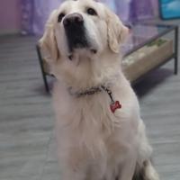 Fidanzata golden retriver