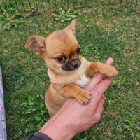 Cucciolo di Chihuahua