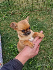 Cucciolo di Chihuahua