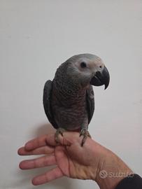 Baby cenerino coda rossa