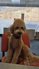 Goldendoodle albicocca