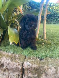 Cuccioli di Maltipoo nero