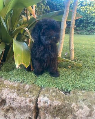 Cuccioli di Maltipoo nero