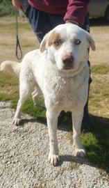 Questa povera anima è da tanto che attende una fam