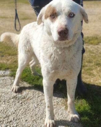 Questa povera anima è da tanto che attende una fam