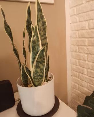 pianta artificiale 