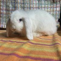 Coniglietti miniloop, ermellini e ariete nano