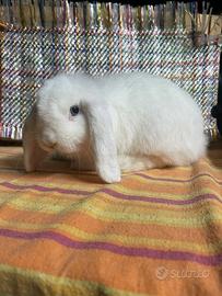 Coniglietti miniloop, ermellini e ariete nano