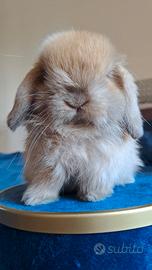 Ariete nano minilop in purezza