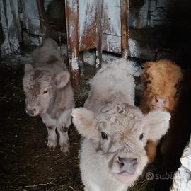 Vitelli mucche bovini higlander