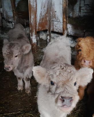 Vitelli mucche bovini higlander