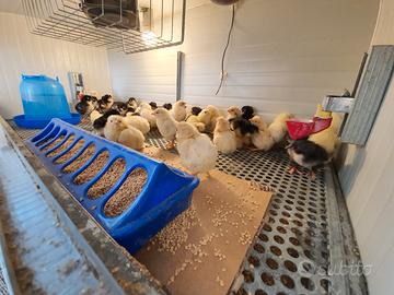 Pulcini Marans Nero ramato