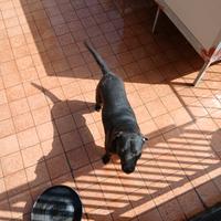 Incrocio labrador