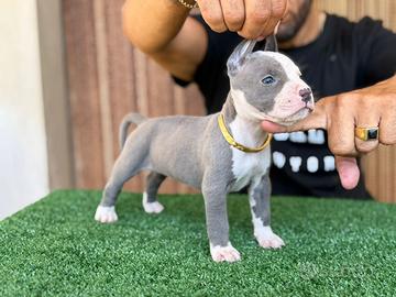 American Pitbull terrier