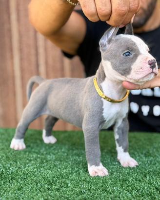 American Pitbull terrier