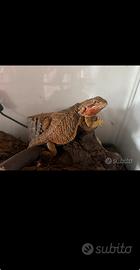 Drago barbuto o pogona