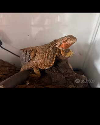 Drago barbuto o pogona