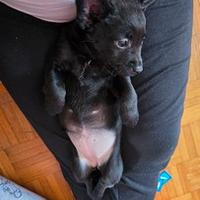 Cucciola incrocio pincher