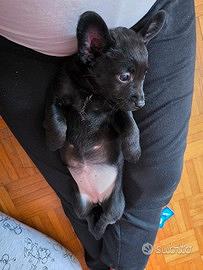 Cucciola incrocio pincher