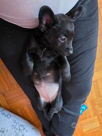 Cucciola incrocio pincher