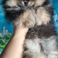 Cucciolo di Pomerania