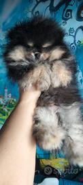Cucciolo di Pomerania