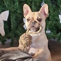 Femmina bulldog francese per accoppiamento