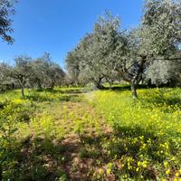 TER. AGRICOLO A SANTA MARIA DEL CEDRO