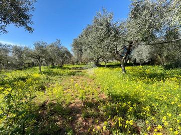 TER. AGRICOLO A SANTA MARIA DEL CEDRO
