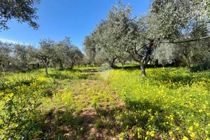TER. AGRICOLO A SANTA MARIA DEL CEDRO
