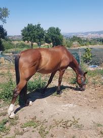 Cavallo Trotter