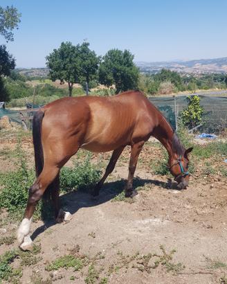Cavallo Trotter
