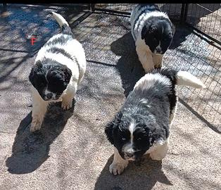 Cucciola Terranova inc